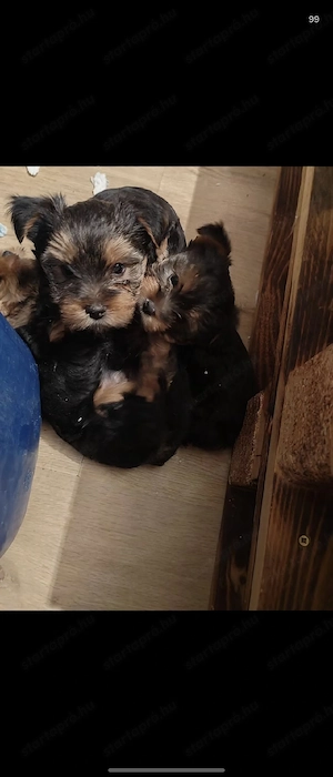 Yorkshire terrier - kép 2