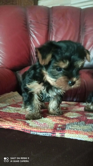 Yorkshire terrier kiskutyák - kép 3