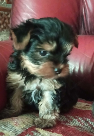 Yorkshire terrier kiskutyák - kép 2
