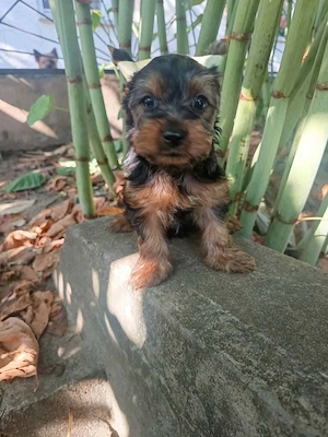 Yorki kisfiú 