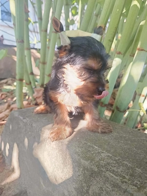Yorki kisfiú  - kép 2