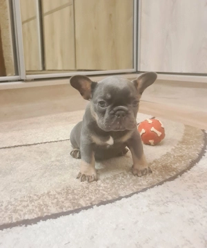 Blue-tan francia bulldog kislány eladó - kép 3