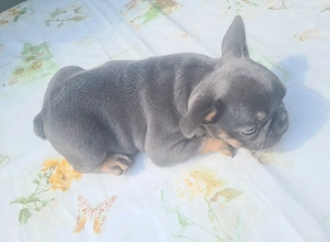 Blue-tan francia bulldog kislány eladó - kép 2