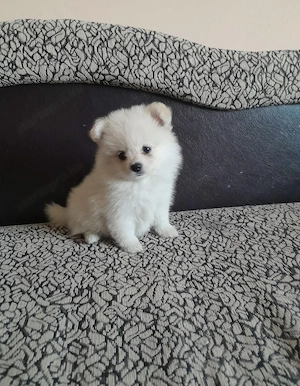 Két tündéri Pomerániai kislány és kisfiú álomgazdit keres!  - kép 3