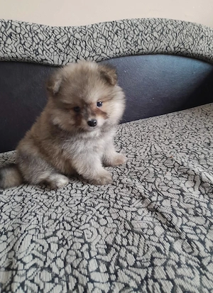 Két tündéri Pomerániai kislány és kisfiú álomgazdit keres!  - kép 2