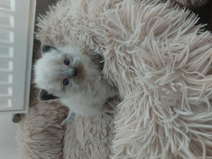 Ragdoll kisfiúk gazdit keresnek.  - kép 2