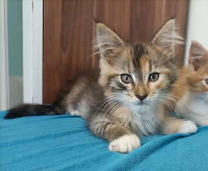 Maine coon  - kép 6