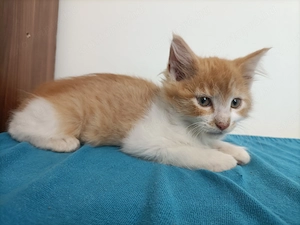 Maine coon  - kép 3