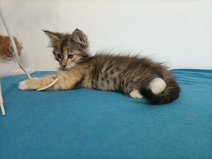 Maine coon  - kép 8