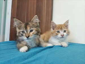 Maine coon  - kép 4
