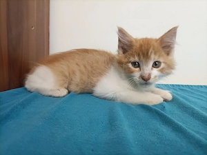 Maine coon  - kép 2