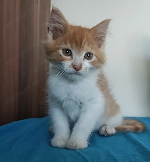 Maine coon  - kép 9