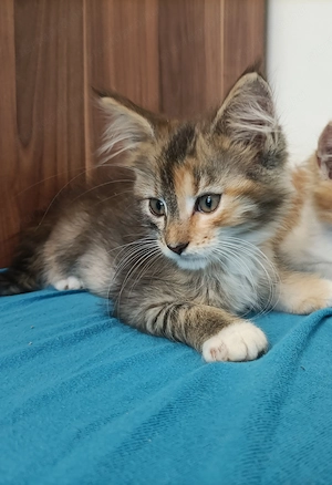 Maine coon  - kép 7