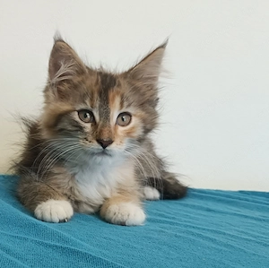 Maine coon  - kép 10