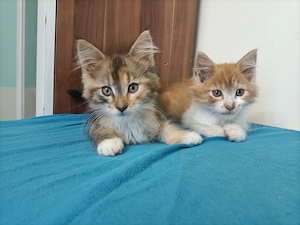 Maine coon  - kép 5