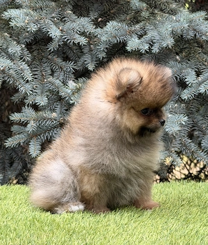 Gyönyörű pomerániai fiú - kép 2