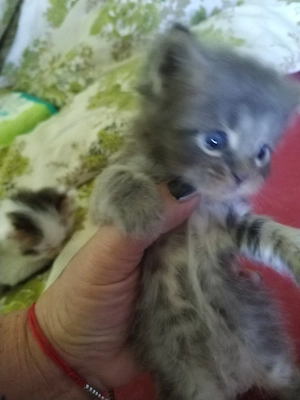 Maine coon babák - kép 3
