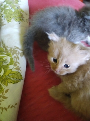 Maine coon babák - kép 4