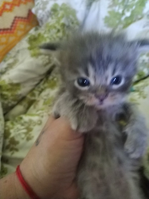 Maine coon babák - kép 2