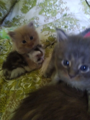 Maine coon babák