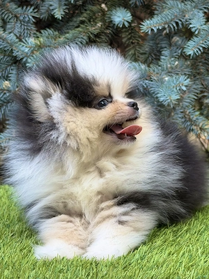 Merle színű pomerániai törpe spitz fiú - kép 2