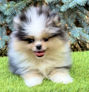 Merle színű pomerániai törpe spitz fiú