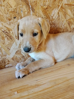 Eladó labrador kölyök kutyus  - kép 2