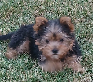 Gazdit keres egy yorkshire terrier (yorki) kiskutya!