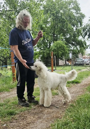 Óriás Uszkár Törzskönyves fiatal import kan eladó