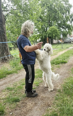 Óriás Uszkár Törzskönyves fiatal import kan eladó - kép 3