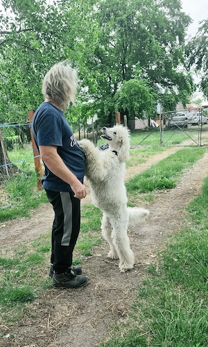 Óriás Uszkár Törzskönyves fiatal import kan eladó - kép 2