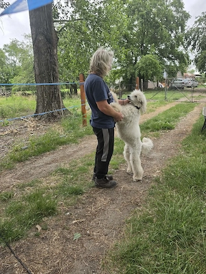 Óriás Uszkár Törzskönyves fiatal import kan eladó - kép 4