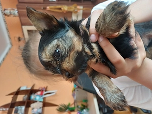 Mini yorki kisfi  elad  - kép 2