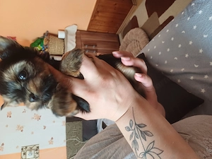 Mini yorki kisfi  elad  - kép 5