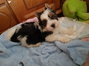 2 hónapos Biewer Yorkshire Yorki mini kisfiú  2 x oltva, keresi gazdiját! - kép 3