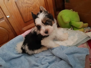 2 hónapos Biewer Yorkshire Yorki mini kisfiú  2 x oltva, keresi gazdiját! - kép 2
