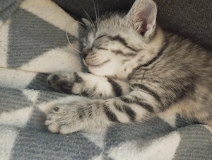 Brit whiskas cica - kép 5