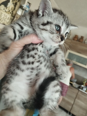 Brit whiskas cica