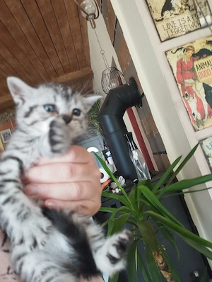 Brit whiskas cica - kép 3