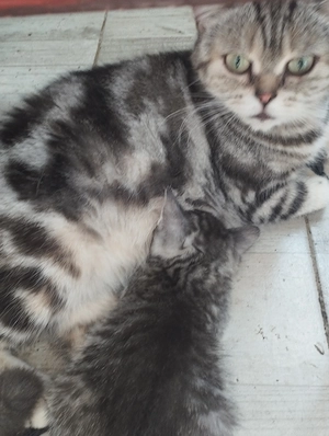 Brit whiskas cica - kép 4