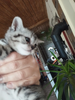Brit whiskas cica - kép 2