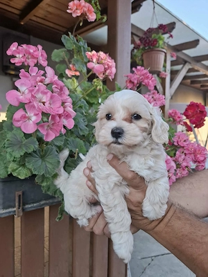 Maltipoo szuka kiskutyák  - kép 2