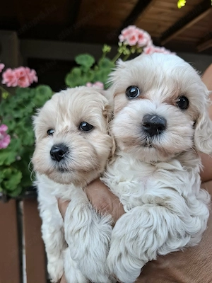 Maltipoo szuka kiskutyák  - kép 4