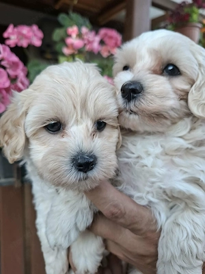 Maltipoo szuka kiskutyák  - kép 5