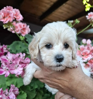Maltipoo szuka kiskutyák  - kép 3