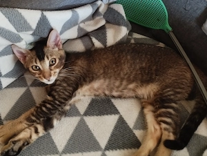 Abesszin cicus