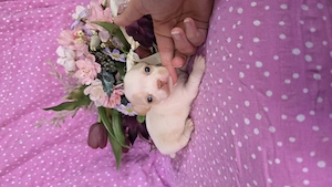 Törzskönyves chihuahua csivava kislány 