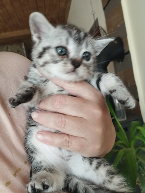 Brit whiskas cicus - kép 2