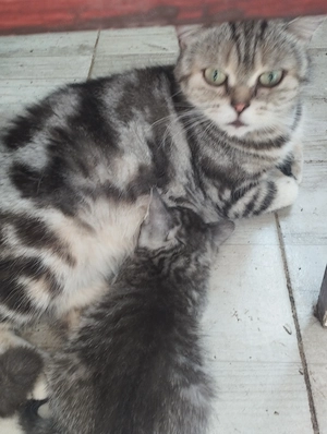 Brit whiskas cica - kép 4