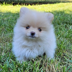 Pomerániai törpespitz kiskutyák - kép 5